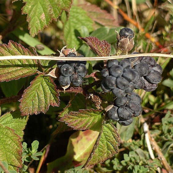 Small Dewberry seedlings growing in a container for the orchard