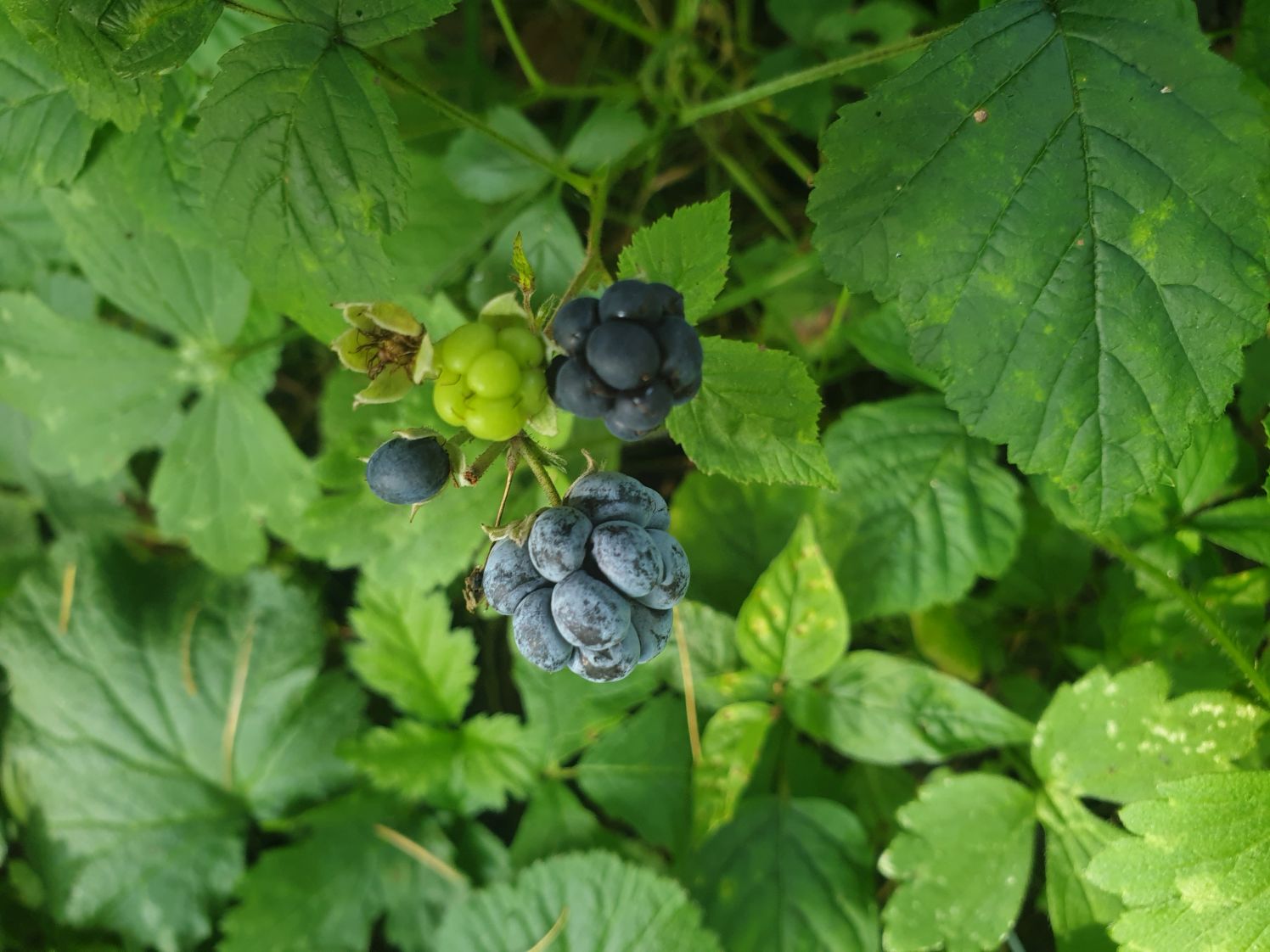 Dewberry (Rubus caesius)