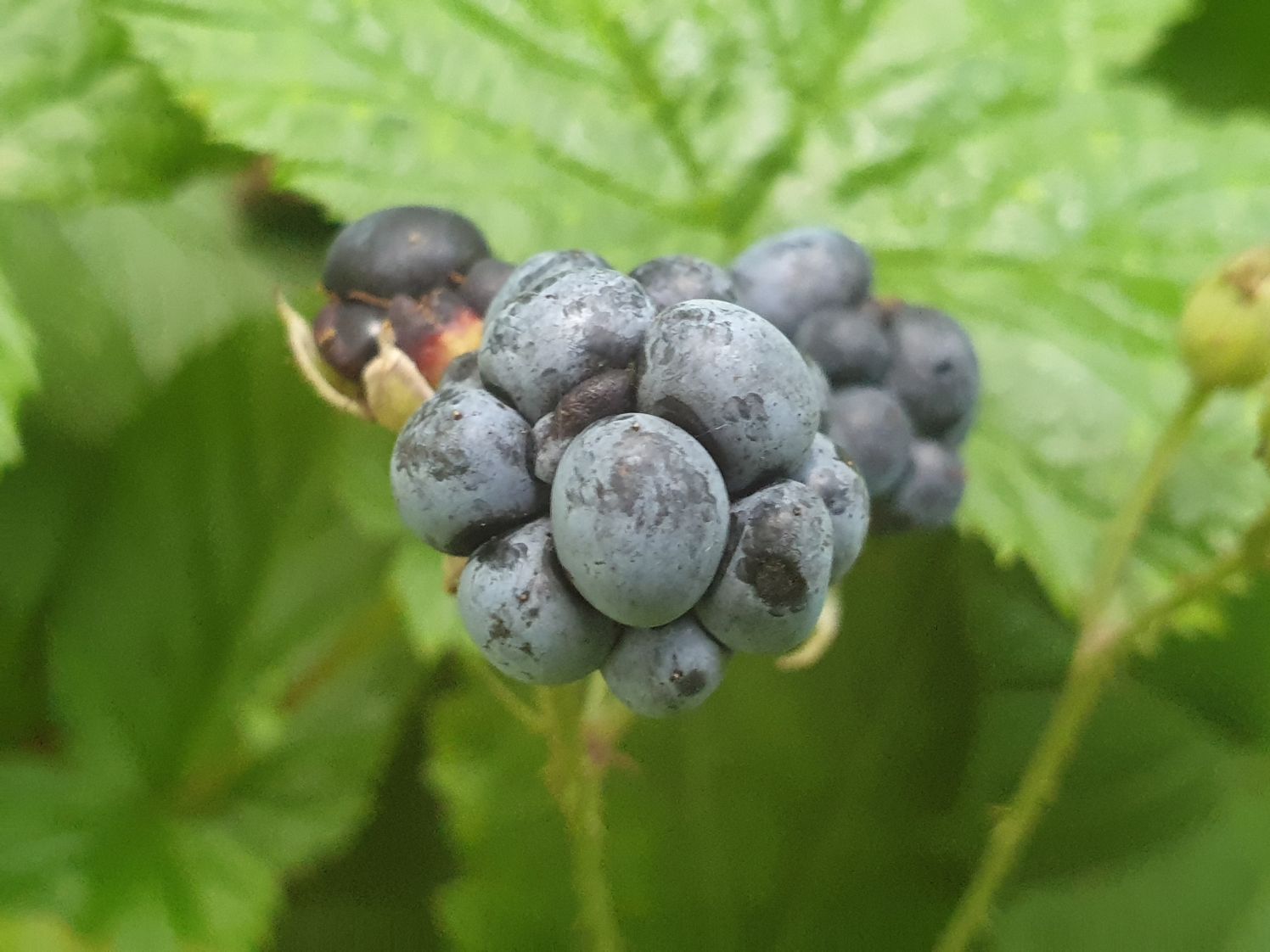 Dewberry (Rubus caesius)