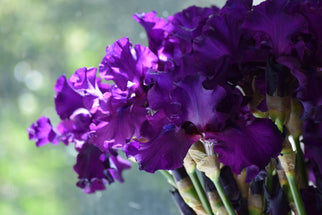 Diabolique Tall Bearded Iris