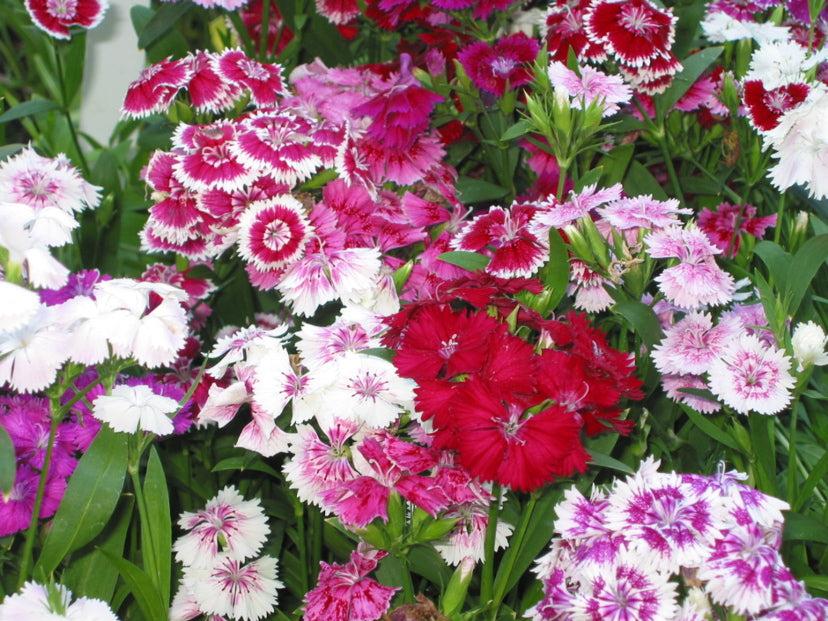 Dianthus Telstar Viola Picotee Seeds – Colorful annual bloom series