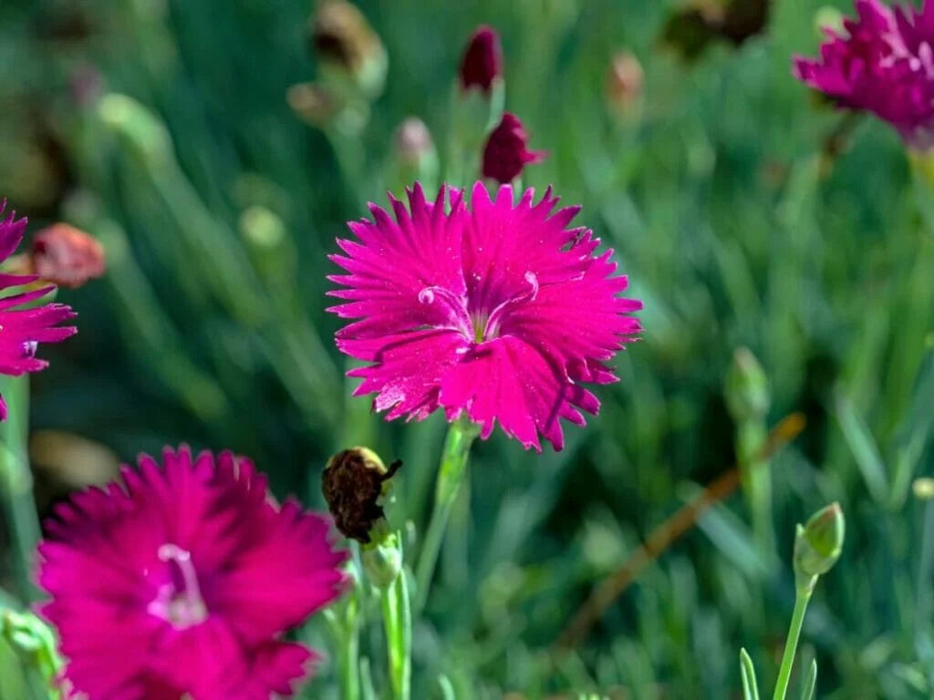 Carnation Dianthus Caryophyllus Flowering Seeds For Planting