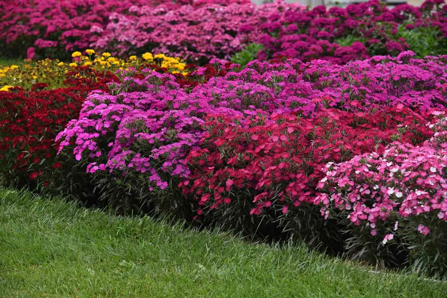 Purple Dianthus Seeds