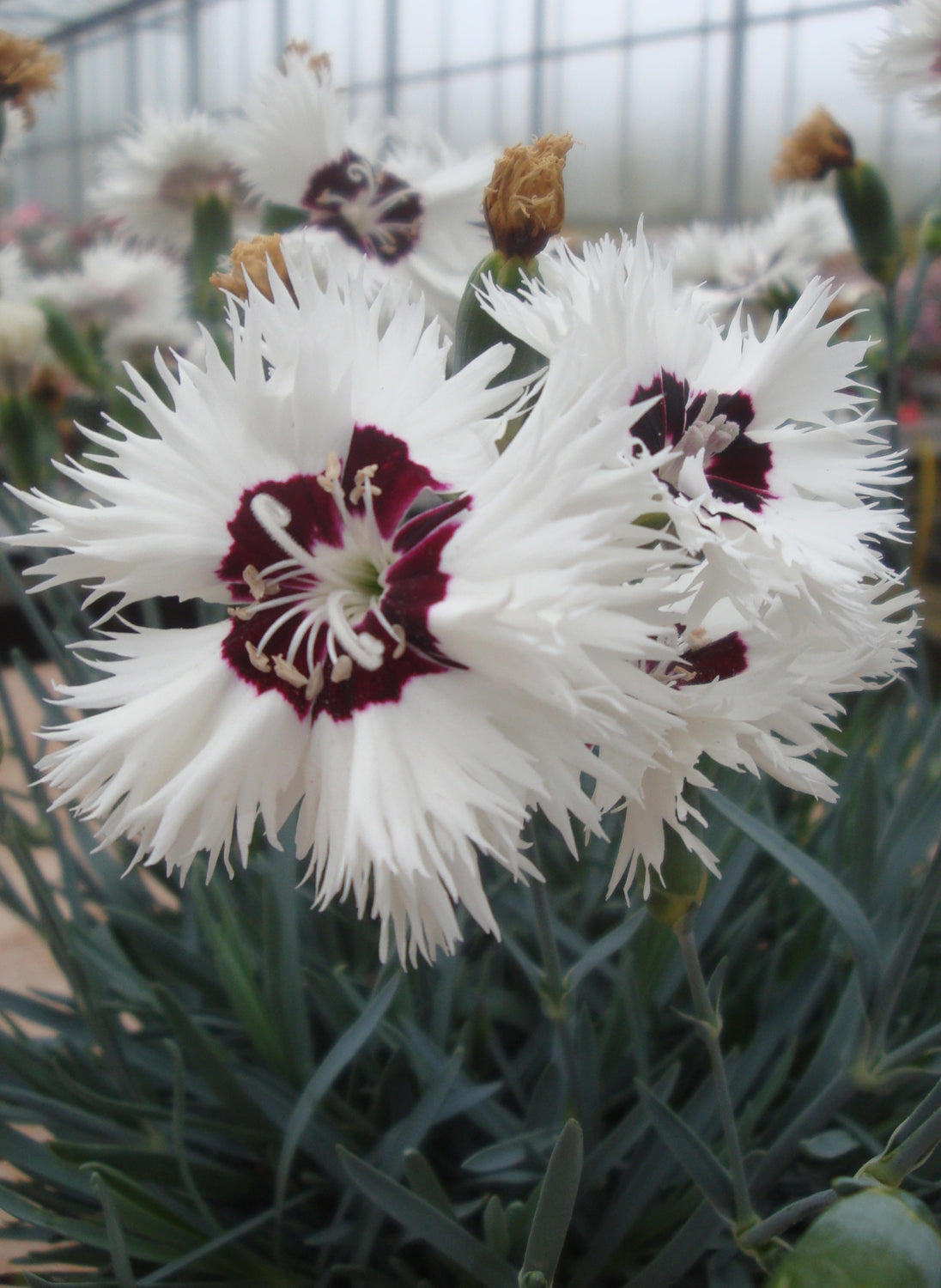 Dianthus Stargazer Seeds