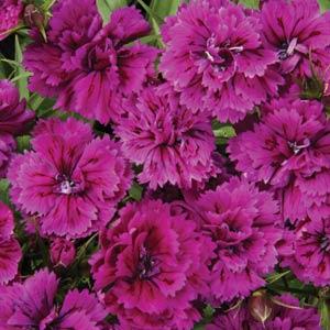 Dianthus Double Orchid Imported Pelleted heirloom non-gmo organic garden seeds