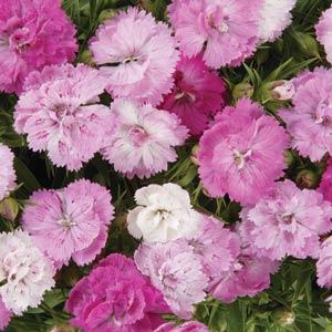 Dianthus Double Pink Imported Pelleted heirloom non-gmo organic garden seeds