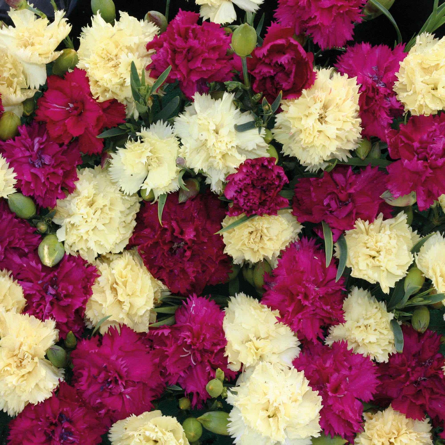 Carnation Bananaberry Fizz Fragrant Bloom Flower Seeds