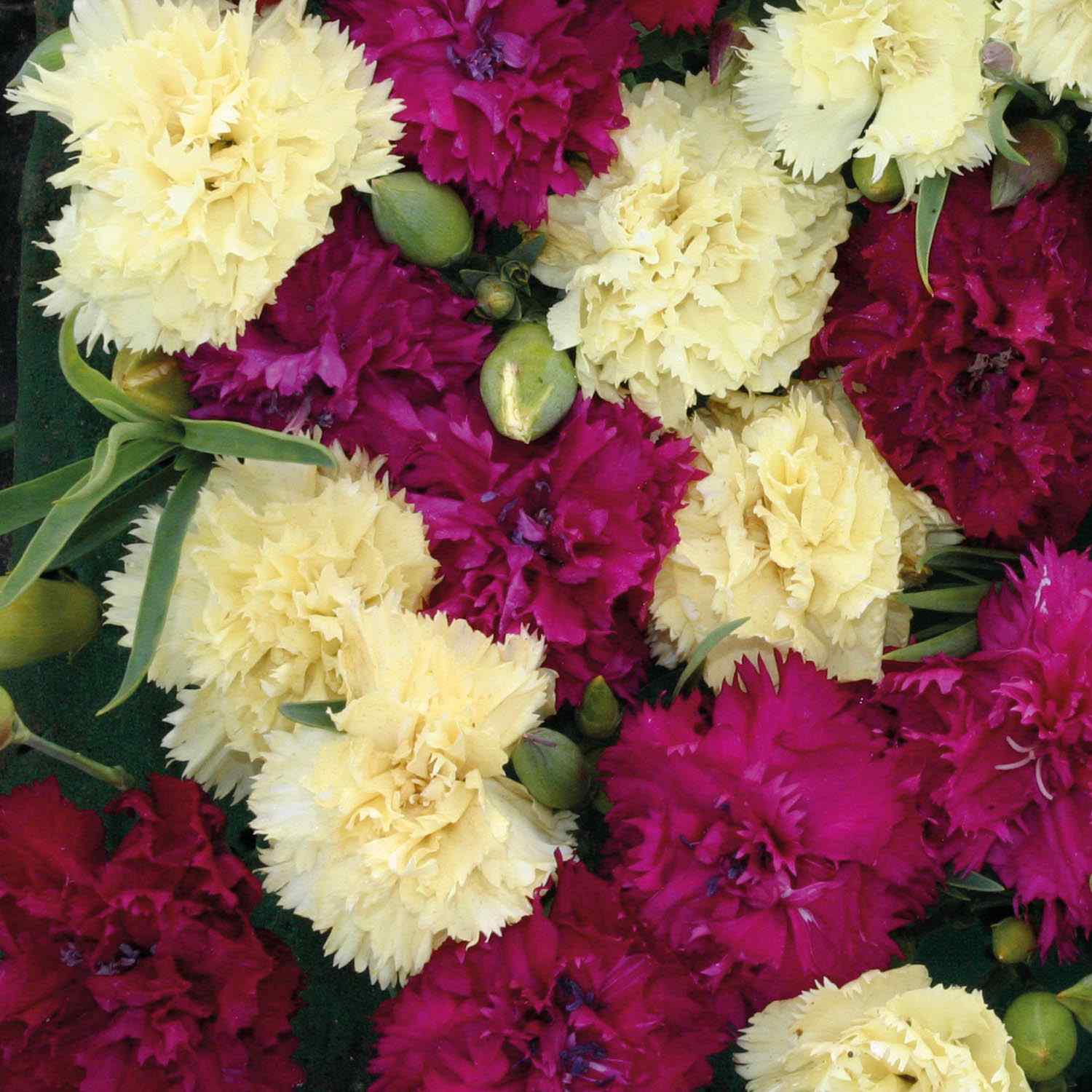 Carnation Bananaberry Fizz Fragrant Bloom Flower Seeds