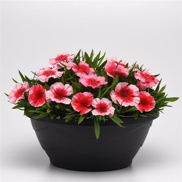 Strawberry Dianthus Seeds