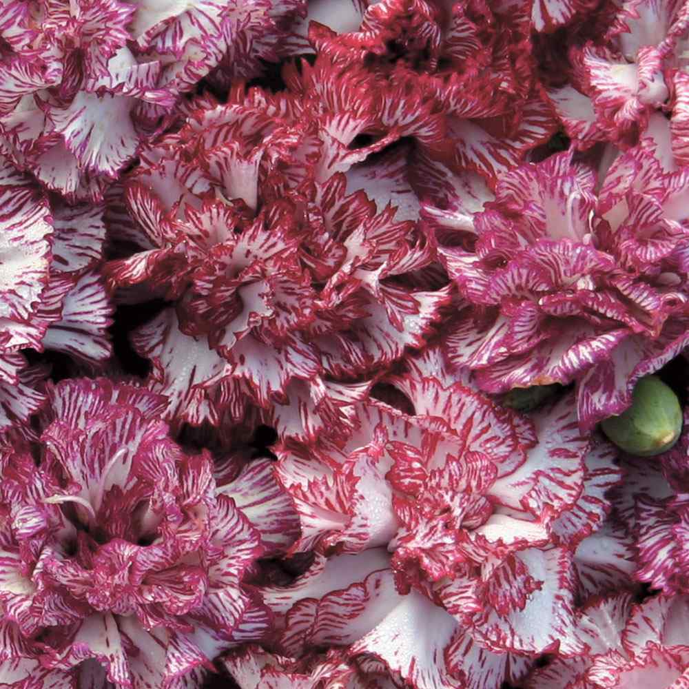 Carnation Raspberry Ripple Striped Bloom Flower Seeds