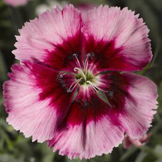 Raspberry Hybrid Dianthus Seeds