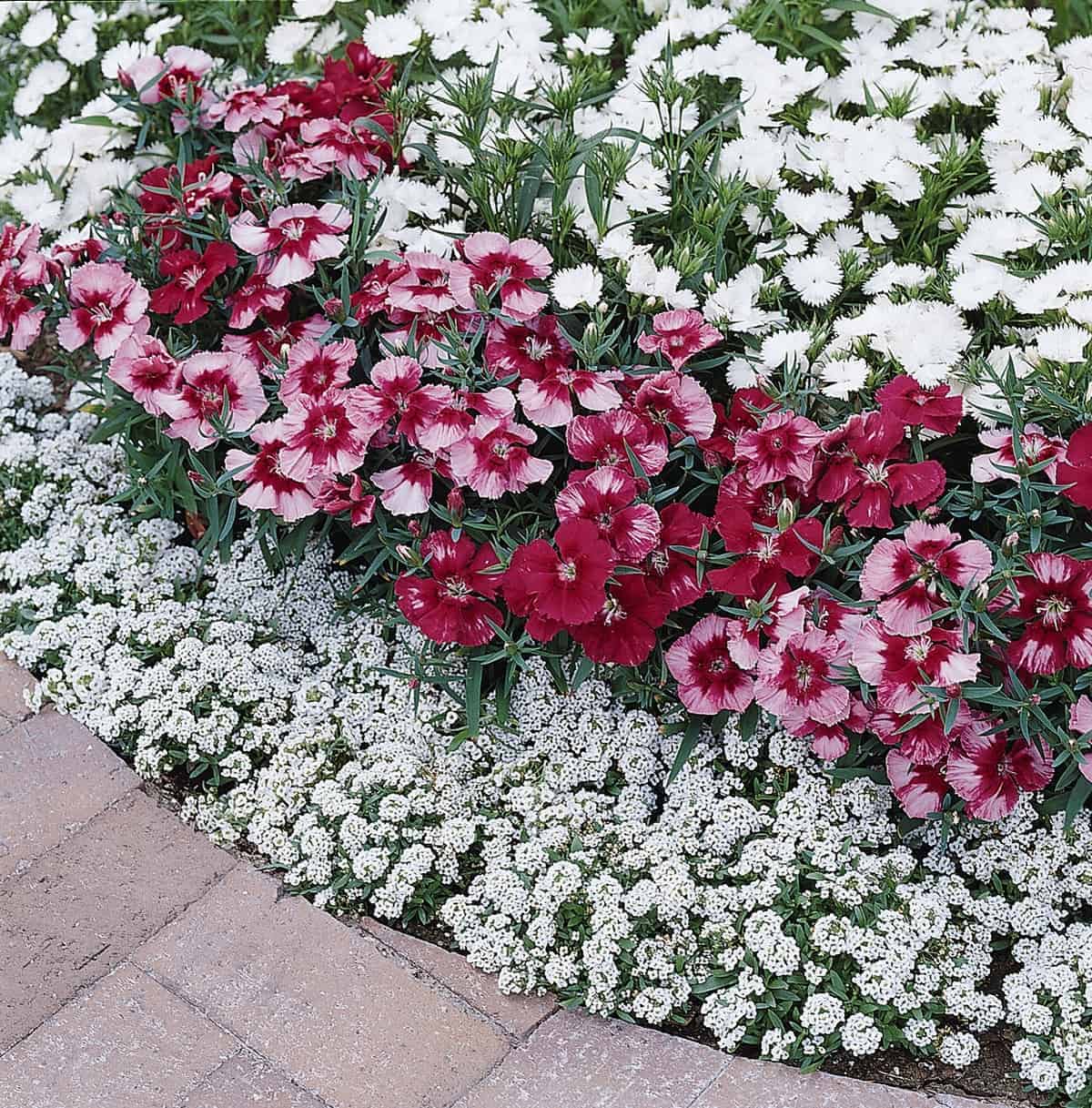 Strawberry Hybrid Dianthus Seeds