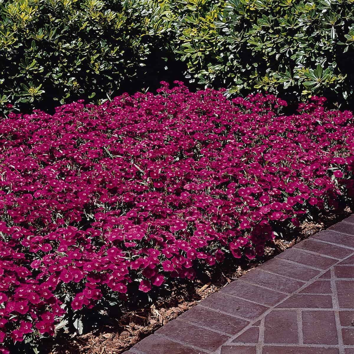 Violet Dianthus Seeds