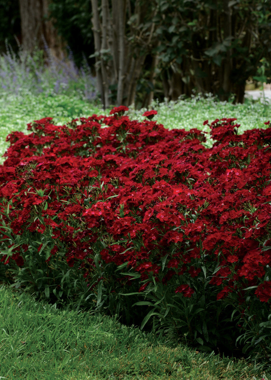 Red Dianthus Seeds