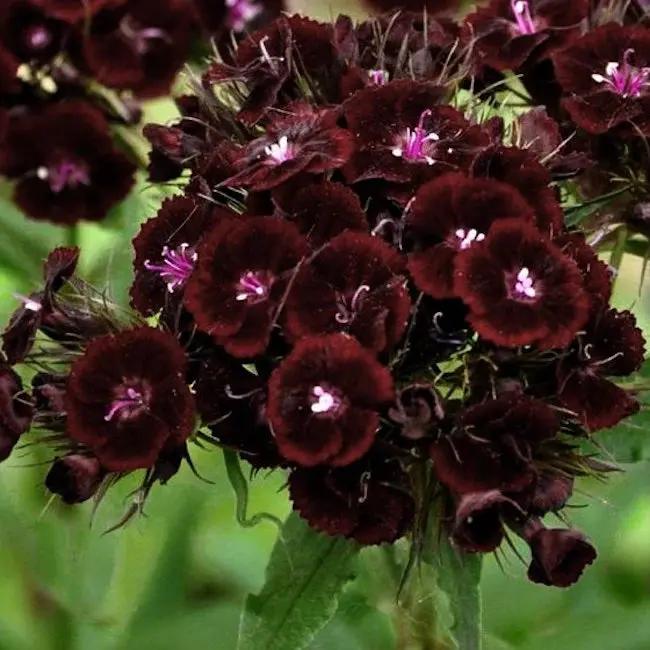 Maroon William Dianthus Flower Seeds for Planting - NON GMO Seeds Dhara Seeds