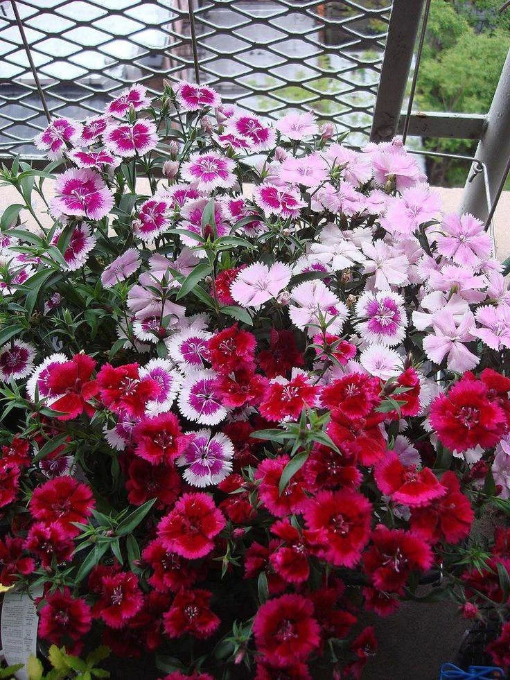 Mix Hybrid Dianthus Seeds