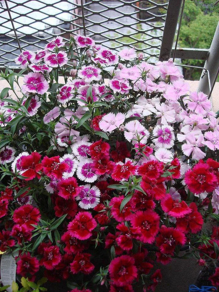 Hybrid Mix Dianthus Seeds