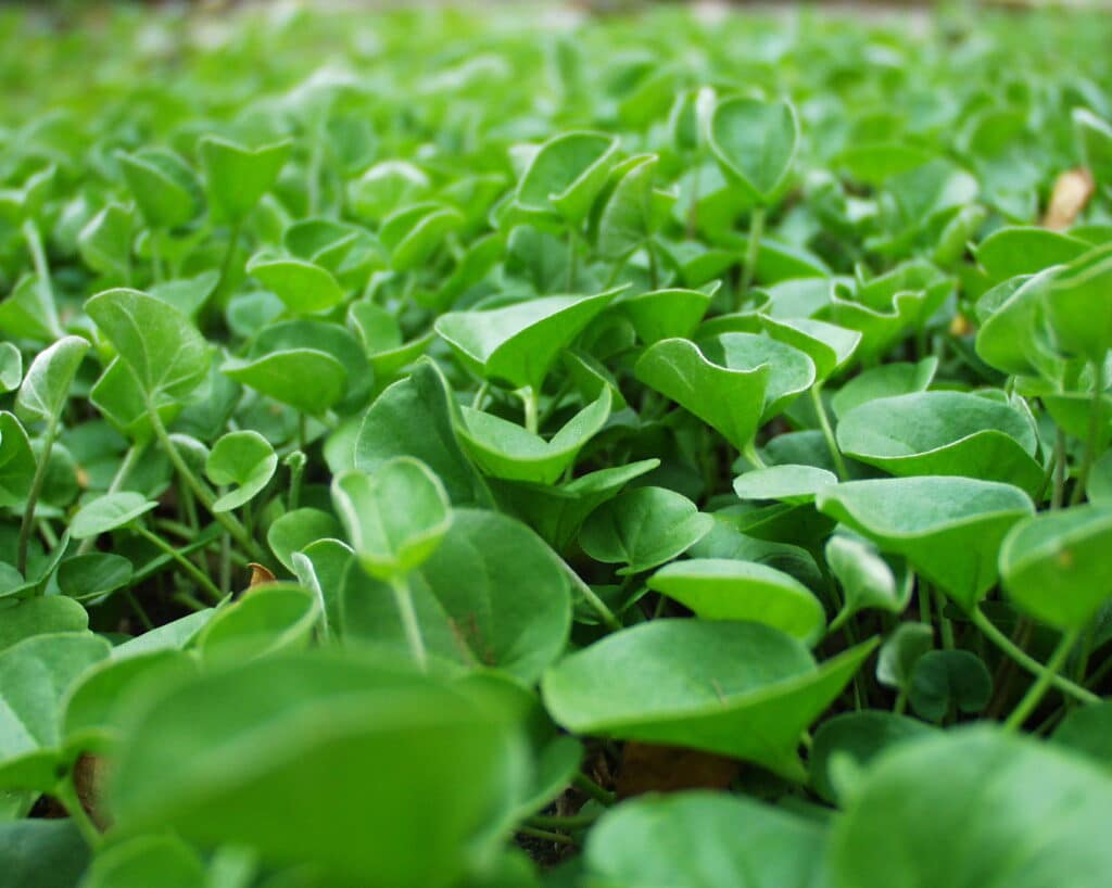 Full view of a Dichondra lawn alternative. No-mow groundcover for landscaping.