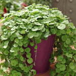 Close-up of Dichondra Repens coin-shaped leaves. Low-growing groundcover for pathways.