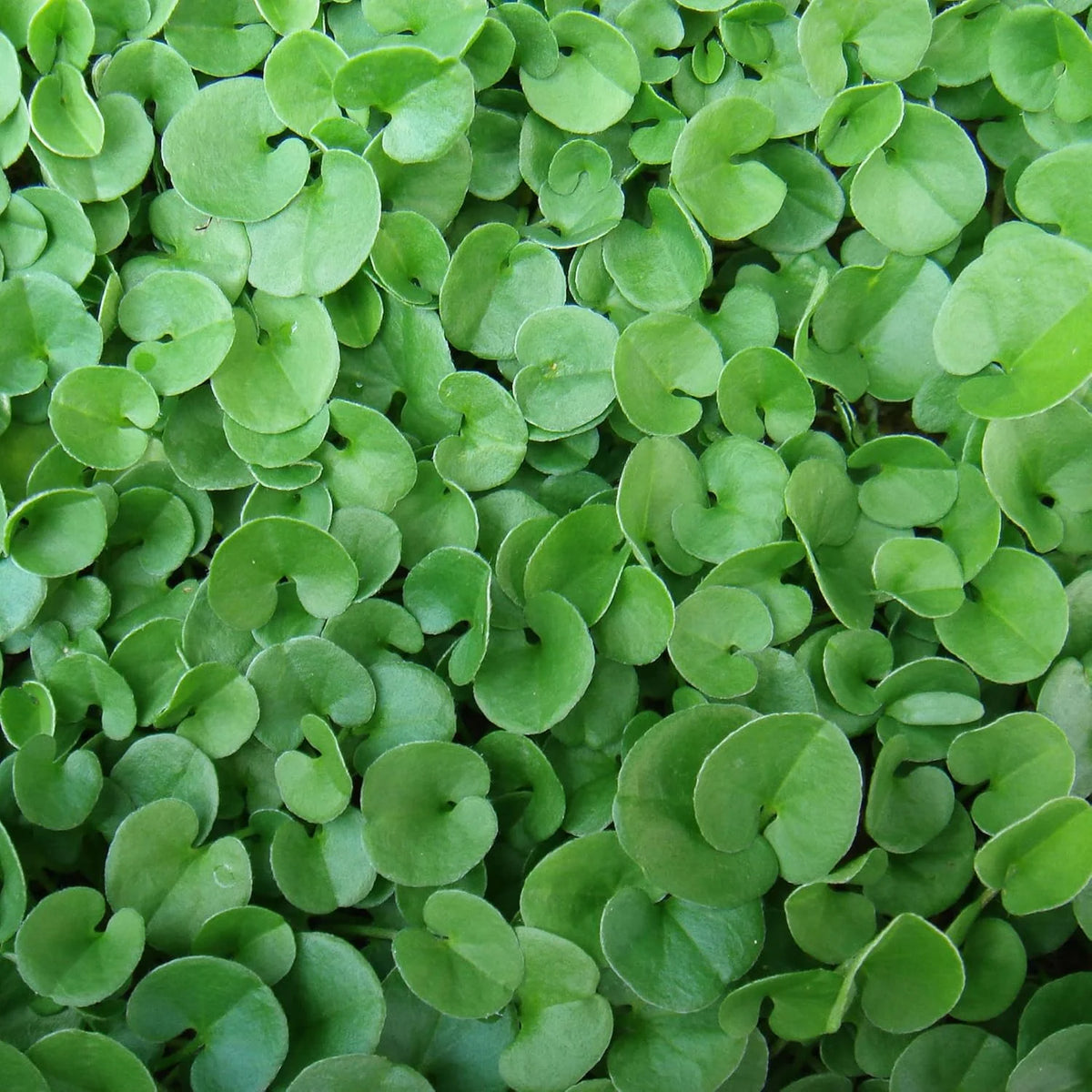 Close-up of fine Dichondra seeds. Seed starting guide for groundcover.
