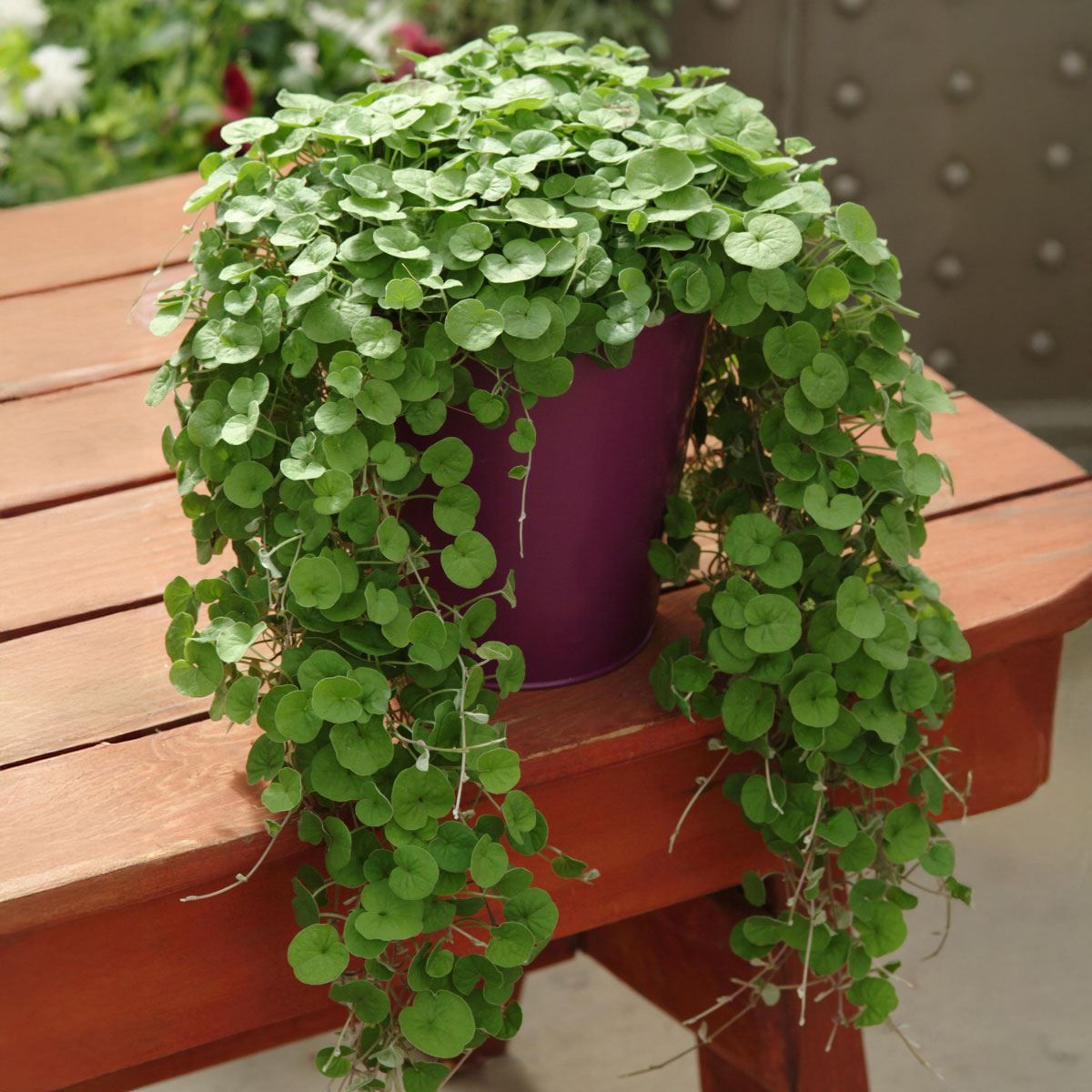 Dichondra Seeds packet. Buy Dichondra Repens seeds online. Lawn alternative for shade.
