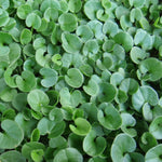 Dichondra Repen Plant Seeds for planting in home garden