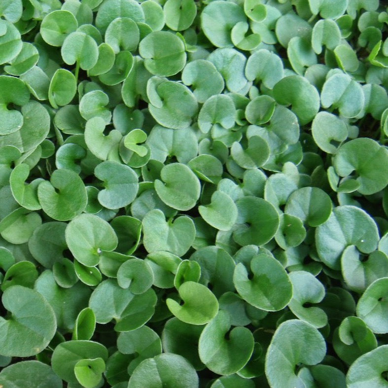 Dichondra Repen Plant Seeds for planting in home garden