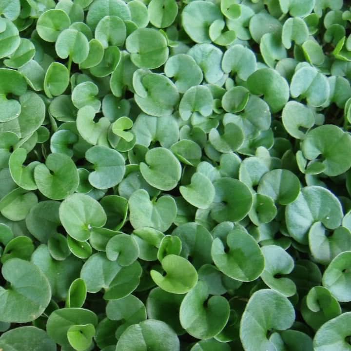 Dichondra Ground Cover Plant Seeds for Planting – Lush Low-Growing Foliage for Gardens