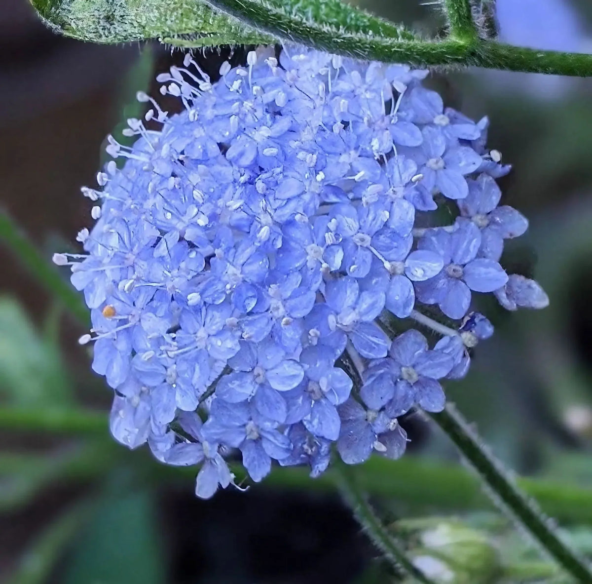 Didiscus Blue Lace Flower Didiscus caeruleus - Seeds – Heirloom, Non-GMO, High Germination Organic Garden Seeds