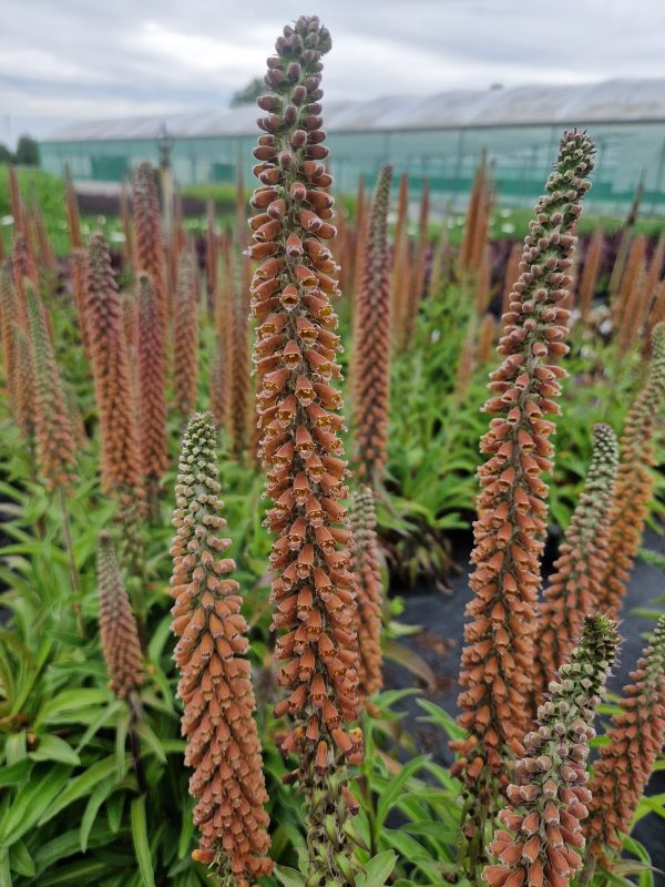 Digitalis Milk Chocolate