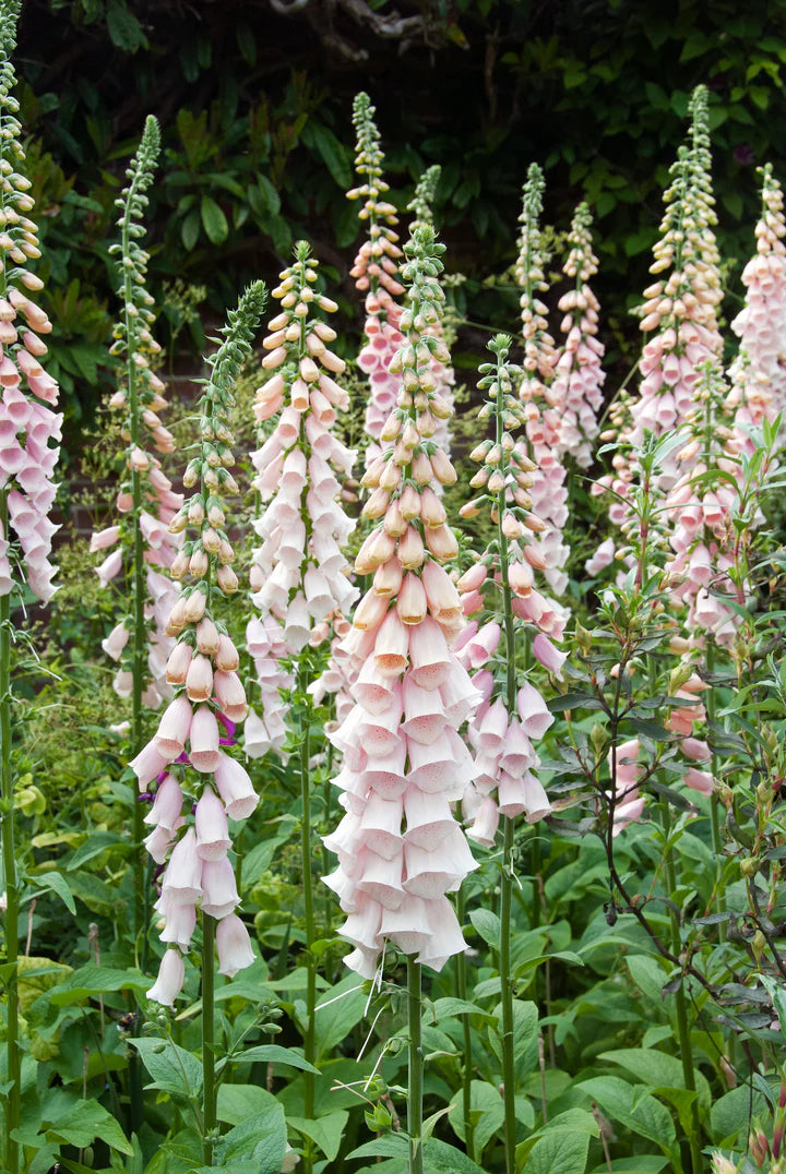 Digitalis Sutton's Apricot