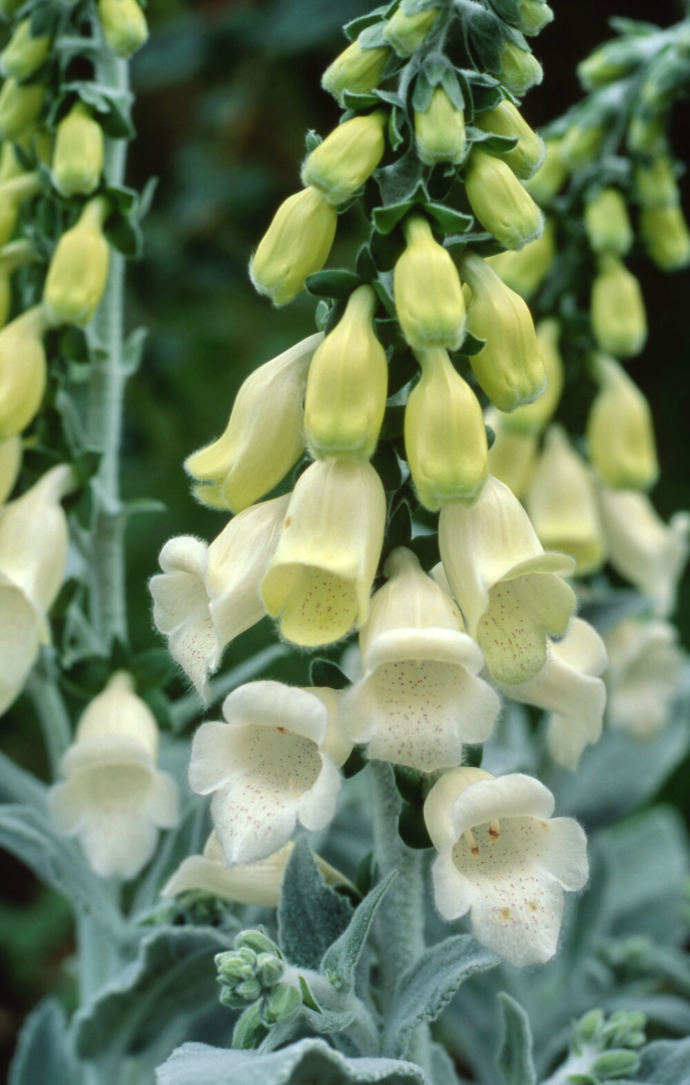 Digitalis Silver Fox