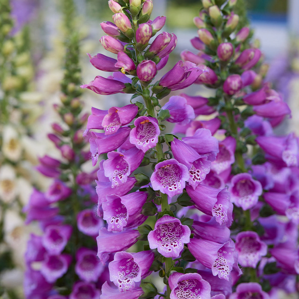 Foxglove Digitalis purpurea and Fritillaria imperialis flower seeds for planting in home garden beds
