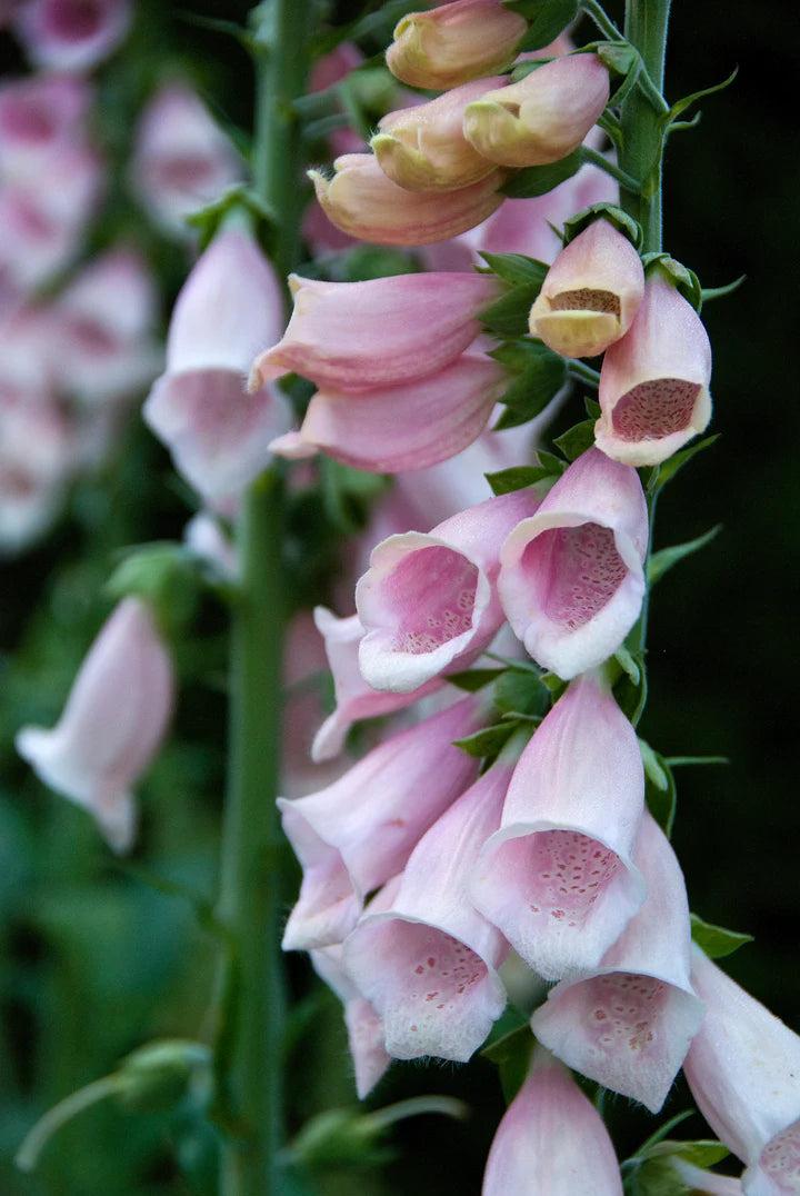 Digitalis Sutton's Apricot