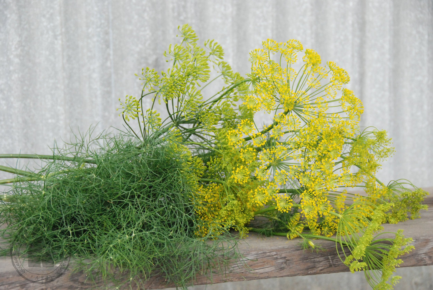 Dill Seeds (Organic) - Bouquet