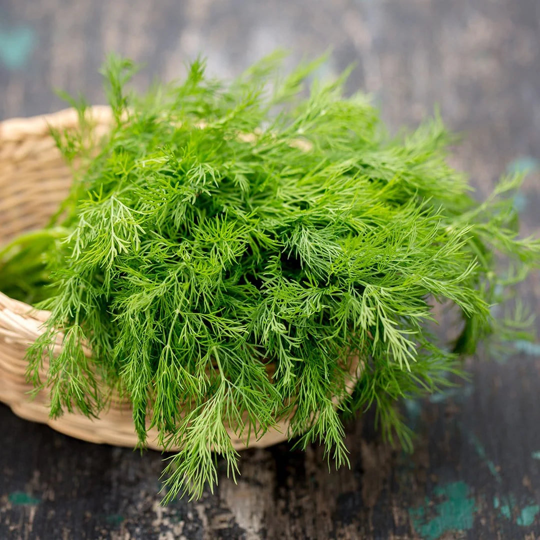 Dill Seeds - Bouquet (Common)