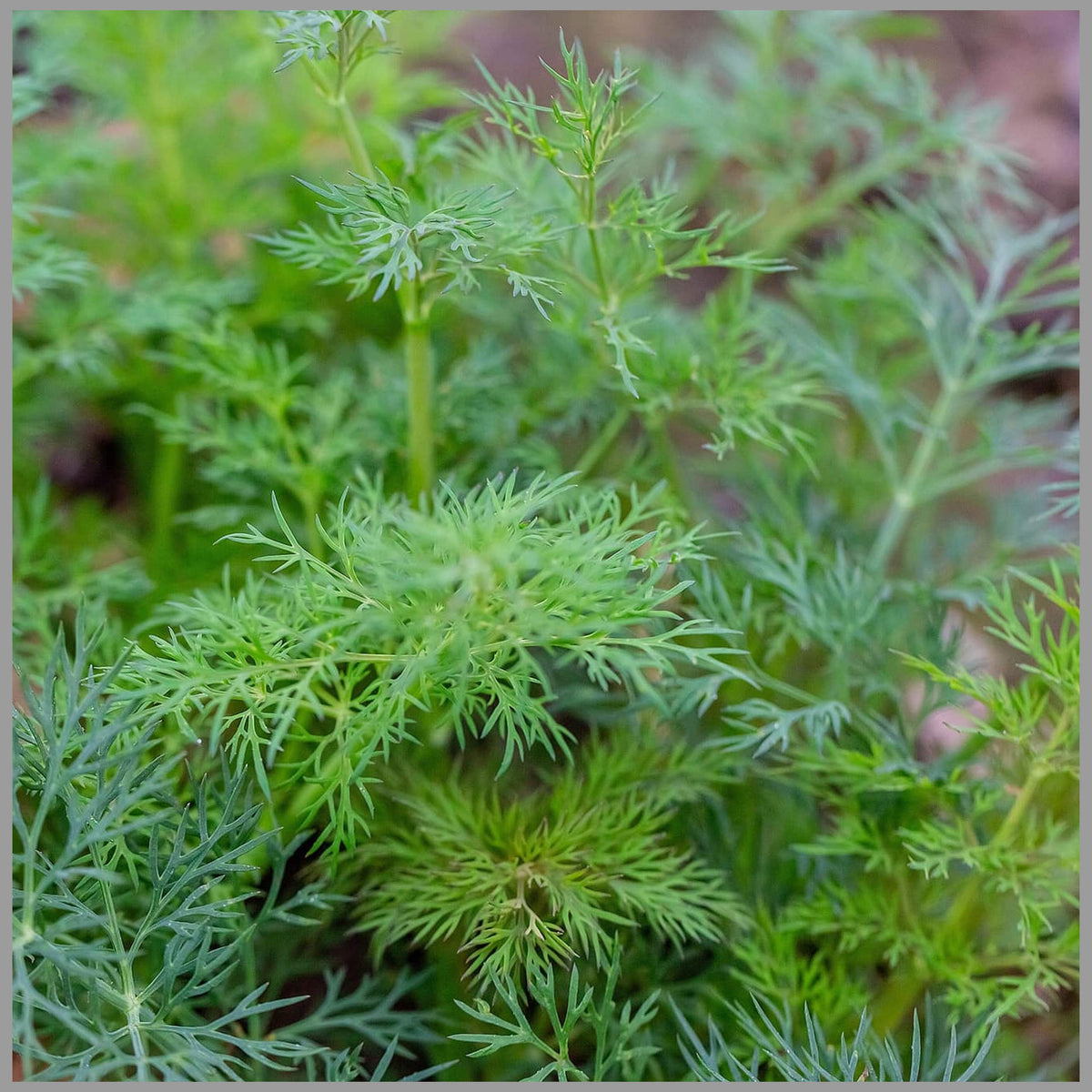 Dill Anethum Graveolens_plant_annual herb_garden