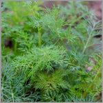 Dill Anethum Graveolens_plant_annual herb_garden
