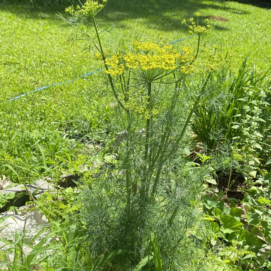 Dill seeds_flower_head_attracting_pollinators_kitchen garden