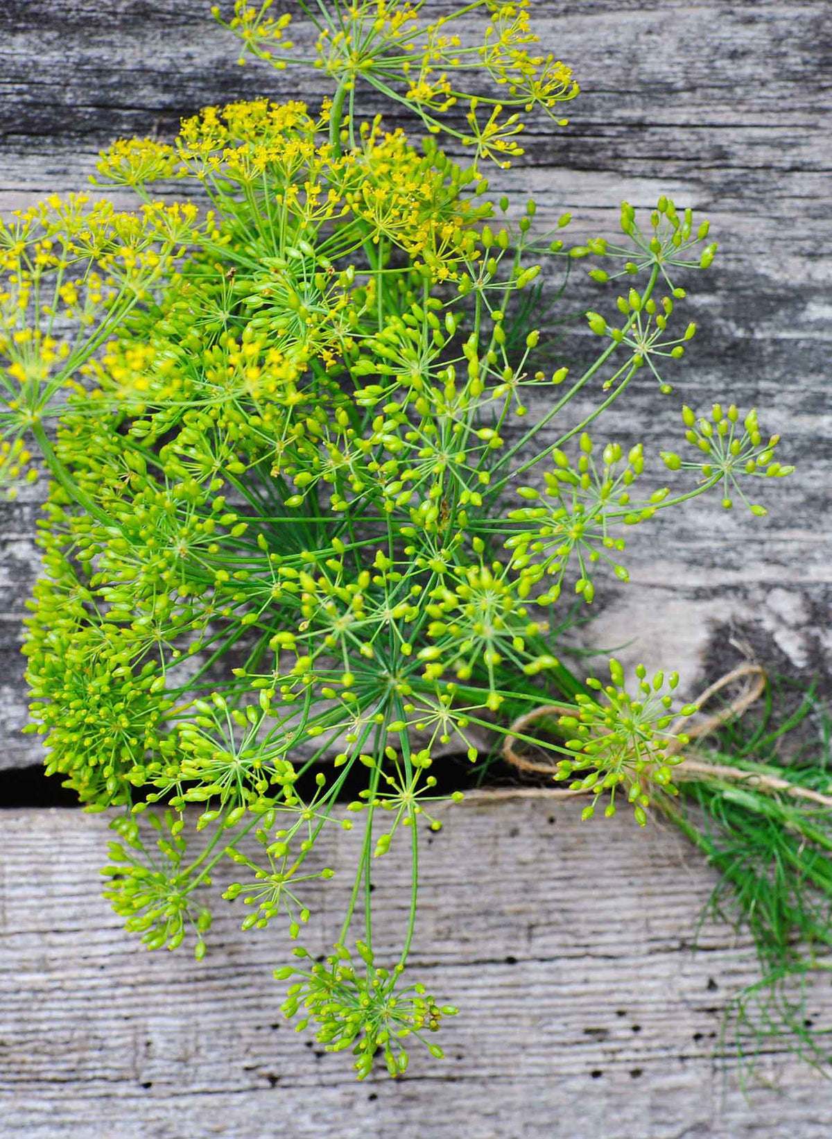 Large, mature Dill seed heads (Bouquet variety) ready for pickling and seed harvest.