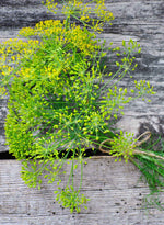 Large, mature Dill seed heads (Bouquet variety) ready for pickling and seed harvest.