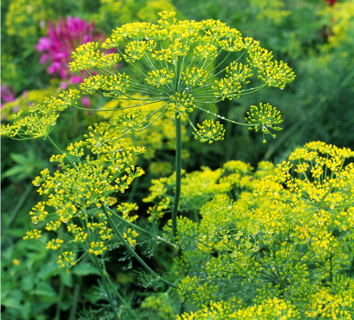 Tall Dill plant with umbel flowers attracting beneficial insects like ladybugs and bees.