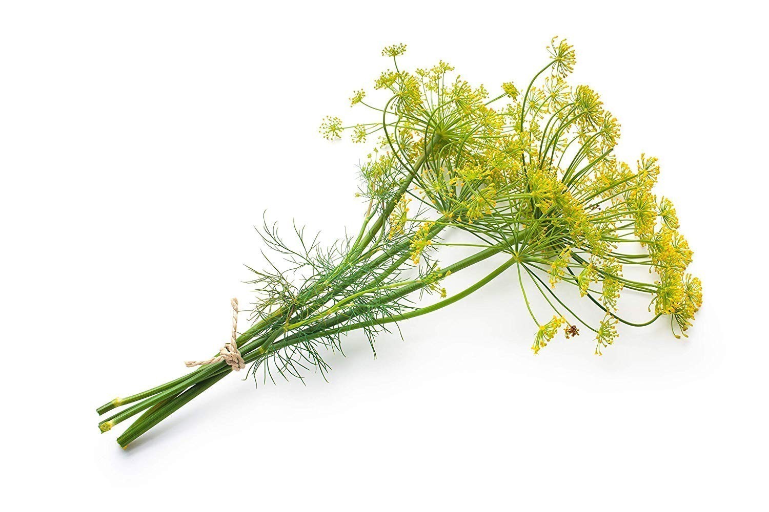 Dill seeds_packet_classic culinary variety_planting
