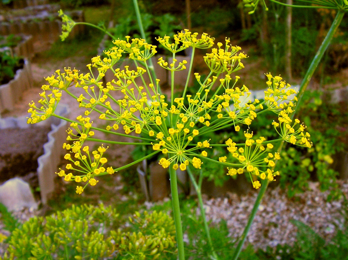 Dill_container growing_in_patio pots_kitchen garden