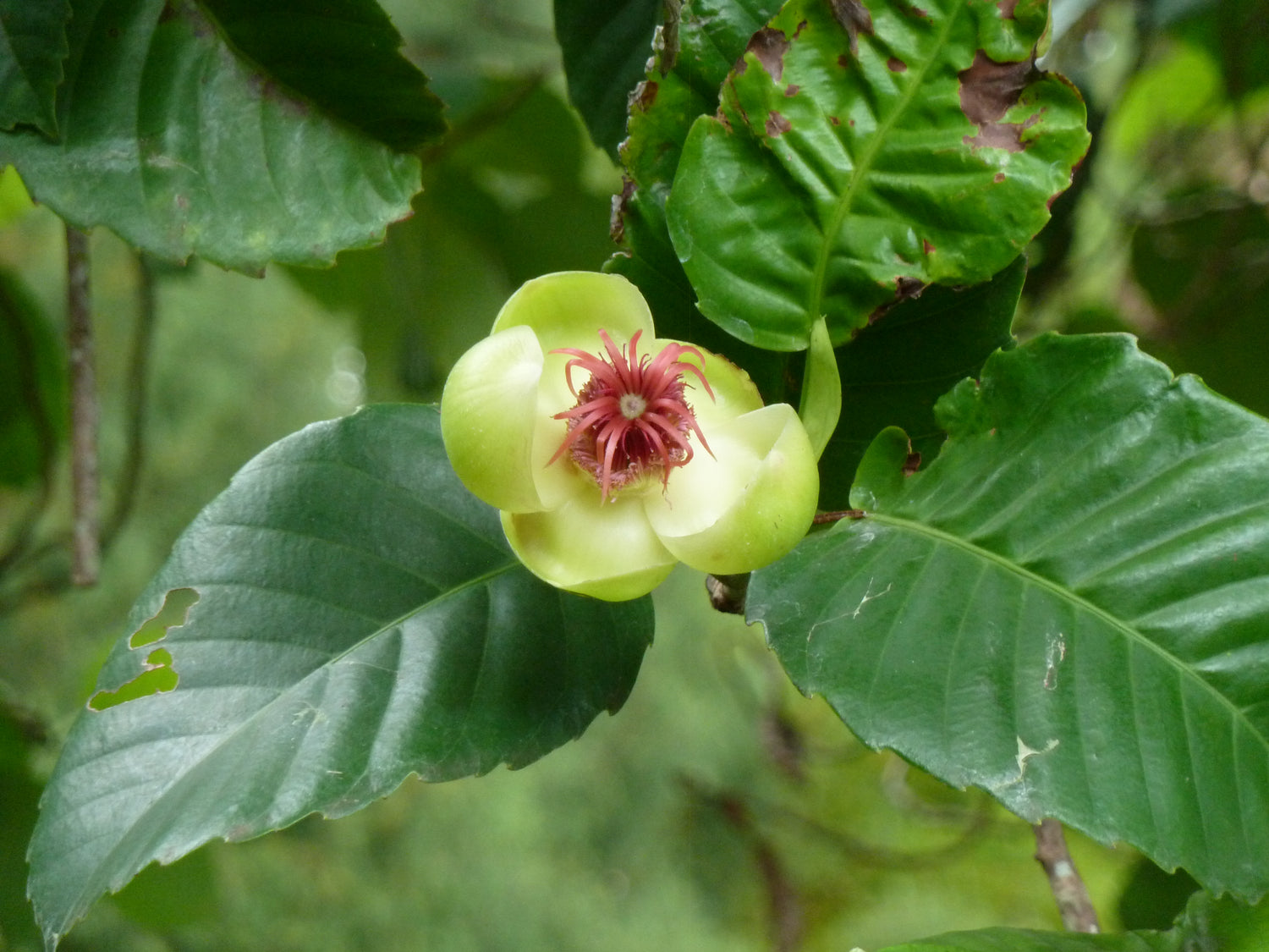 Catmon Fruit Seeds (Dillenia philippinensis)