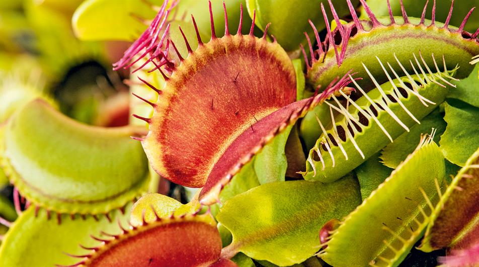 Green with Red Venus Flytrap – Live Carnivorous Plant | Exotic Insect-Eating Houseplant