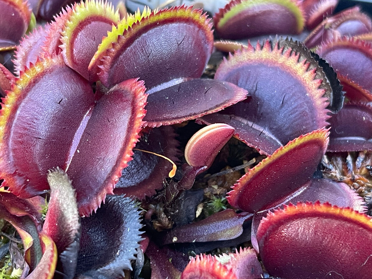 Dionaea muscipula seeds, purple cultivar non-GMO carnivorous plant
