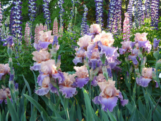 Discovered Treasure Tall Bearded Iris