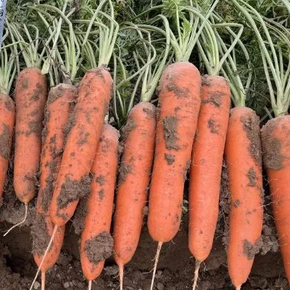 Disease Resistance Mid Early Maturity Carrot heirloom non-gmo organic garden seeds