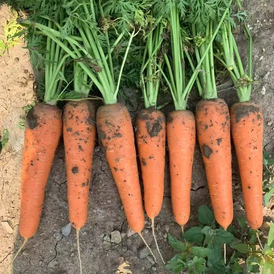 Disease Resistance Mid Early Maturity Carrot – Heirloom, Non-GMO, High Germination Organic Garden Seeds